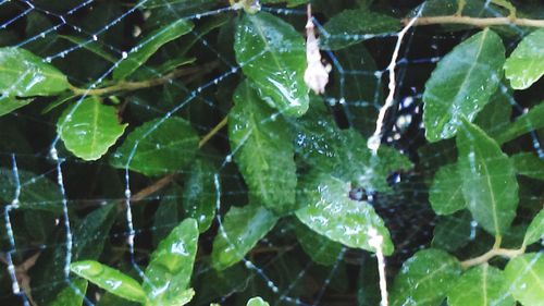 Close-up of water drops on leaf