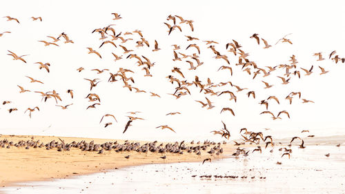 Flock of birds flying over beach