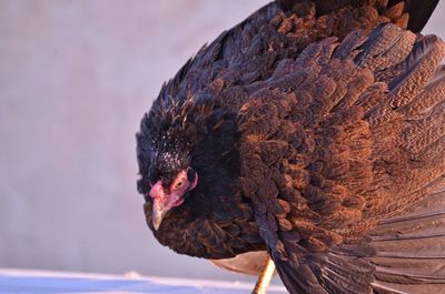 Close-up of a hen