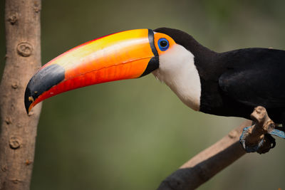 Close-up of toucan