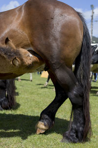 Close-up of a horse grazing in field