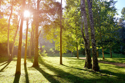 Sunlight streaming through trees in forest