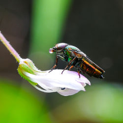 Close-up of fly pollinating on flower