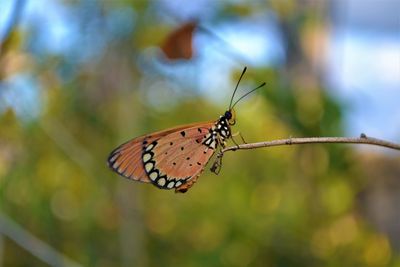 Close-up of butterfly pollinating flower