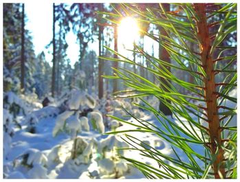 Close-up of fresh green plants in forest