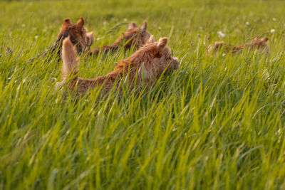 Dogs breed norwich terrier on the walk in high grass