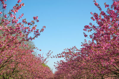 Low angle view of cherry blossoms against blue sky