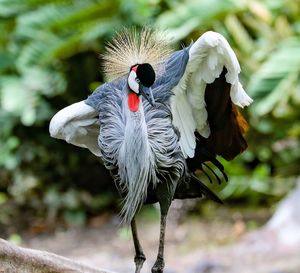 Close-up of a bird flying