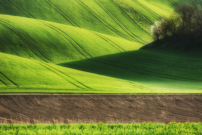 Scenic view of grassy hill