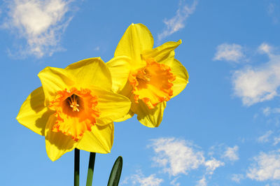 Daffodils latin name narcissus gold medal flowers