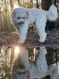 View of dog drinking water from lake