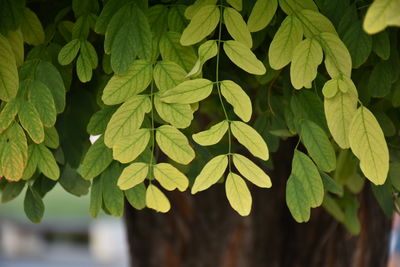 Close-up of fresh green leaves