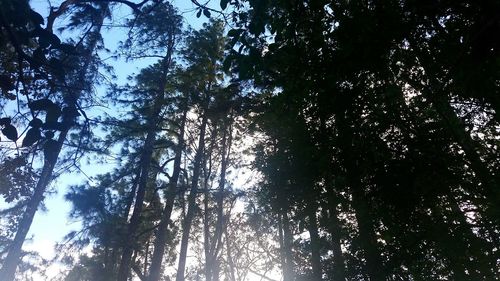 Low angle view of trees against sky