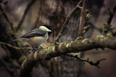 Close-up of bird perching on branch