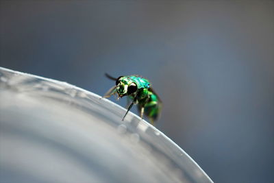 Emerald jewel wasp in nature