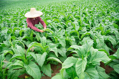 Tobacco plantations in asia, thailand