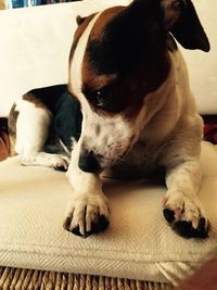 Close-up of dog sleeping on sofa