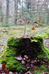 Mushrooms growing on tree stump in forest