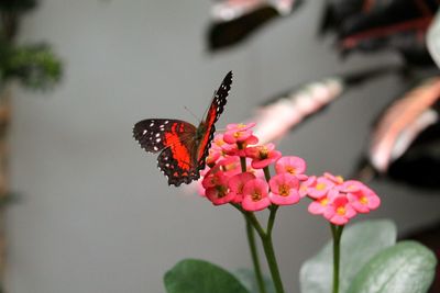 Close-up of butterfly on red flower