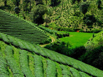 High angle view of agricultural field