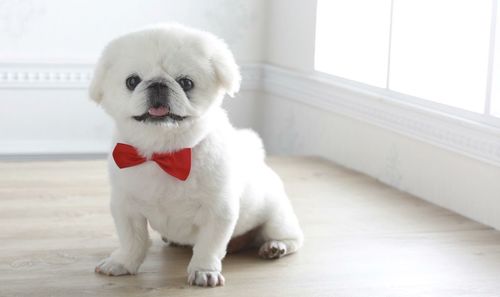 Portrait of young pekingese sitting on floor