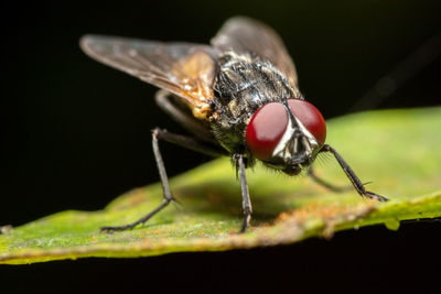 Close-up of fly