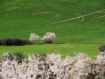 View of plants on field