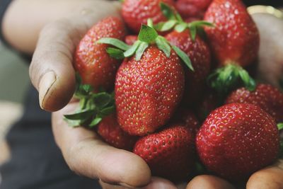 Close-up of hands holding strawberries