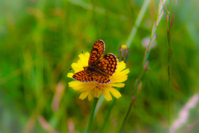 Close-up of butterfly pollinating on yellow flower