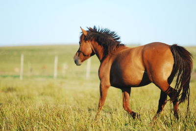 Horse on field against sky