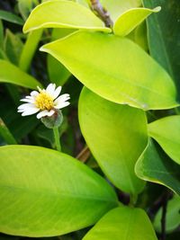 Close-up of flower