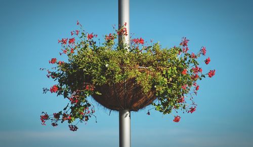 Low angle view of red flowering plant against clear blue sky