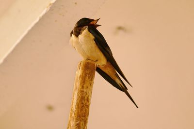 Low angle view of swallow perching on wooden pole against ceiling