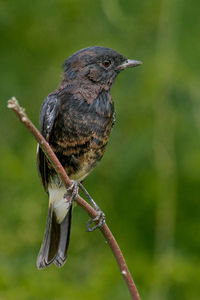 Close-up of bird perching on branch