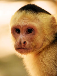 Close-up portrait of a capuchin monkey