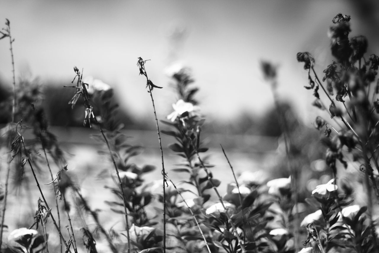 plant, black and white, monochrome, grass, nature, monochrome photography, growth, beauty in nature, flower, flowering plant, land, focus on foreground, no people, sky, field, outdoors, freshness, leaf, branch, close-up, day, landscape, tranquility, environment, selective focus, sunlight, plant part, rural scene, fragility, macro photography, summer, tree, plant stem