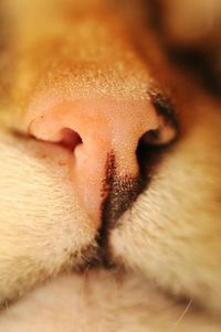 Close-up portrait of cat