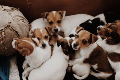 High angle view of two dogs