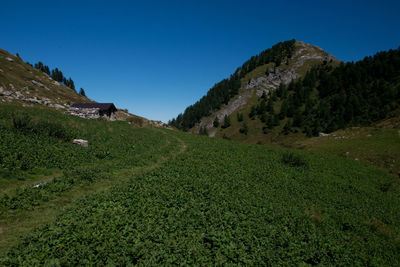 Scenic view of field against clear blue sky