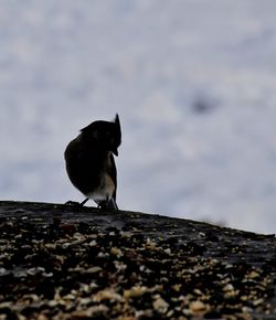 Close-up of bird perching against sky