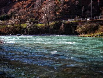 Scenic view of river flowing through forest