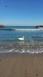 Bird on beach against clear sky