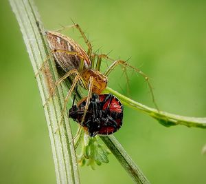 Close-up of insect on plant