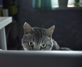 Close-up portrait of cat at home