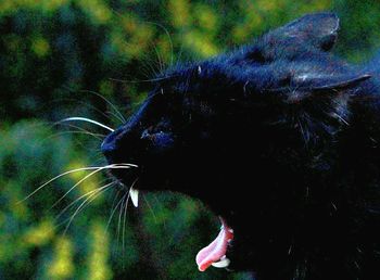 Close-up of fish in water