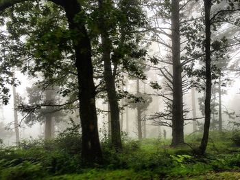 Trees in forest