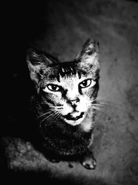 Close-up portrait of a cat