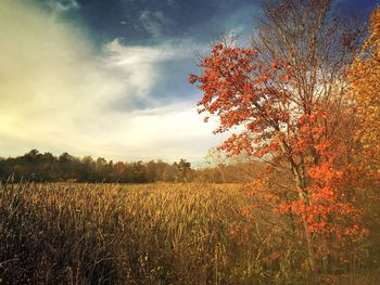 Trees on field against sky during autumn