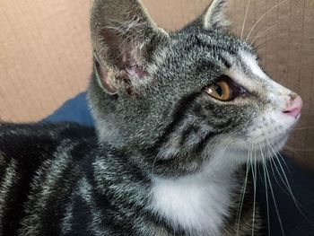 Close-up portrait of cat