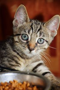 Close-up portrait of a cat